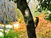 Green Woodpecker